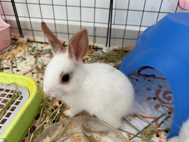 Rabbit  - Mini Rex + Netherland Dwarf Rabbit