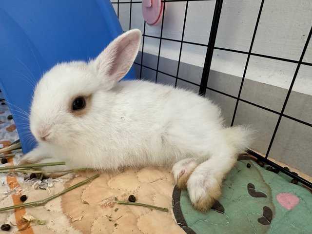 Rabbit  - Mini Rex + Netherland Dwarf Rabbit