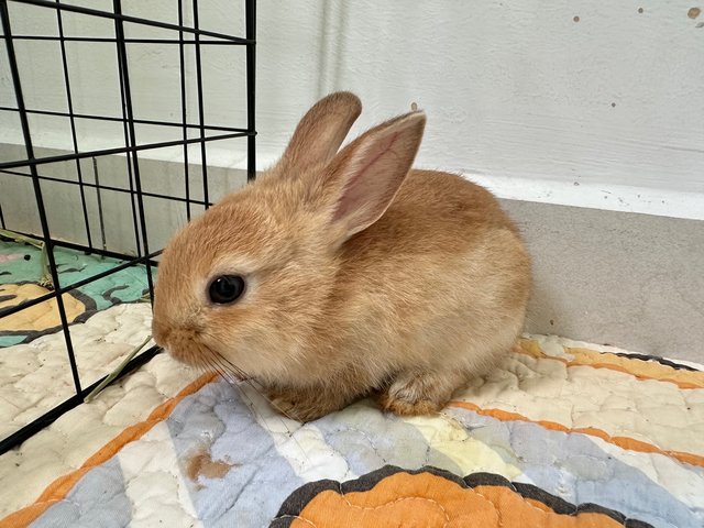 Rabbit  - Mini Rex + Netherland Dwarf Rabbit