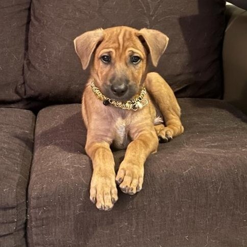 Mark - Labrador Retriever + Black Mouth Cur Dog