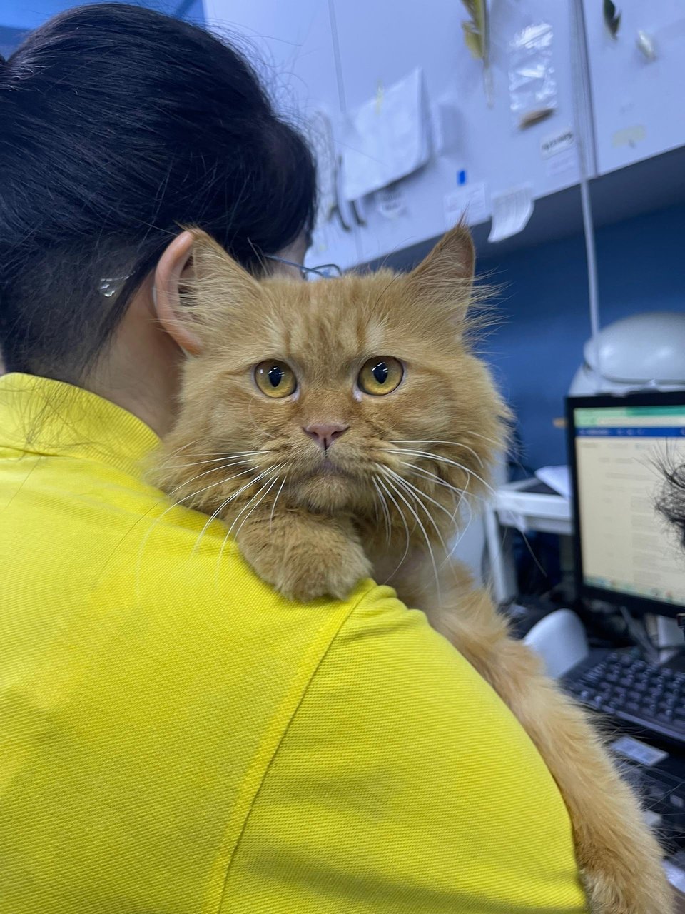 Abandoned Cat - Domestic Long Hair Cat