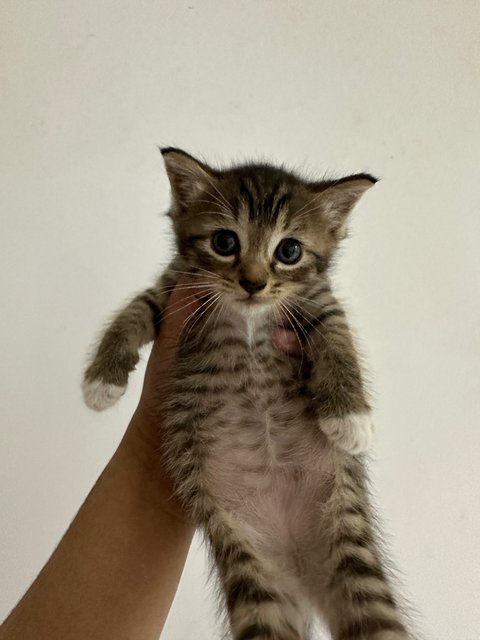 Lili And Her Kids - British Shorthair + Domestic Long Hair Cat