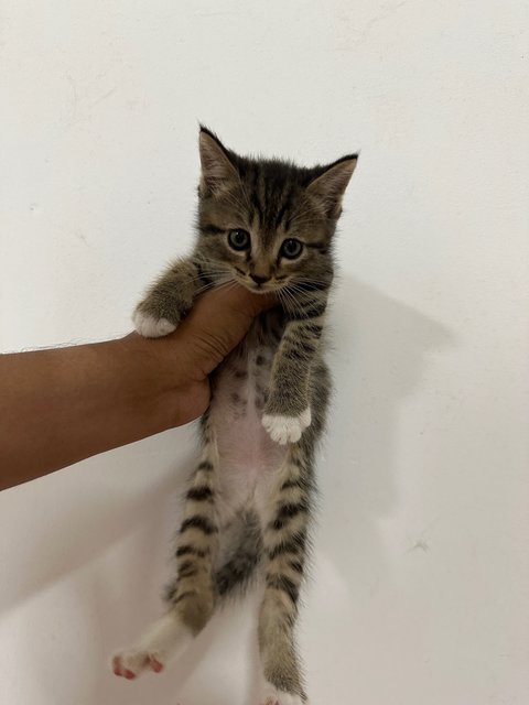 Lili And Her Kids - British Shorthair + Domestic Long Hair Cat