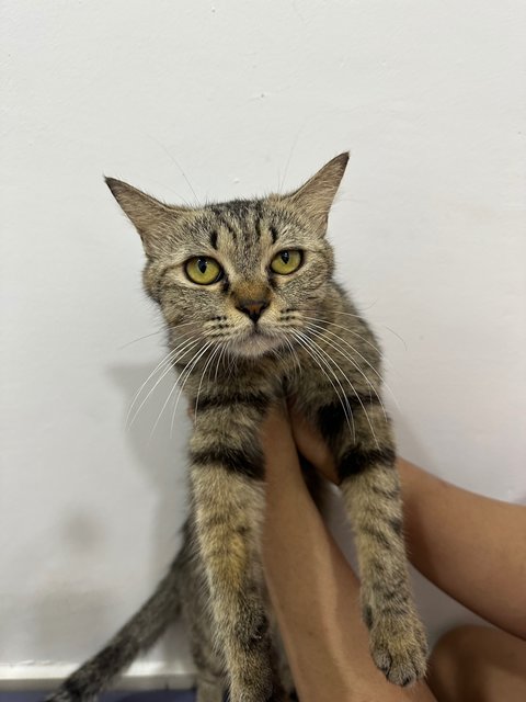 Lili And Her Kids - British Shorthair + Domestic Long Hair Cat