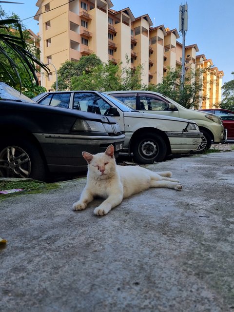 Wiwi - Domestic Medium Hair Cat