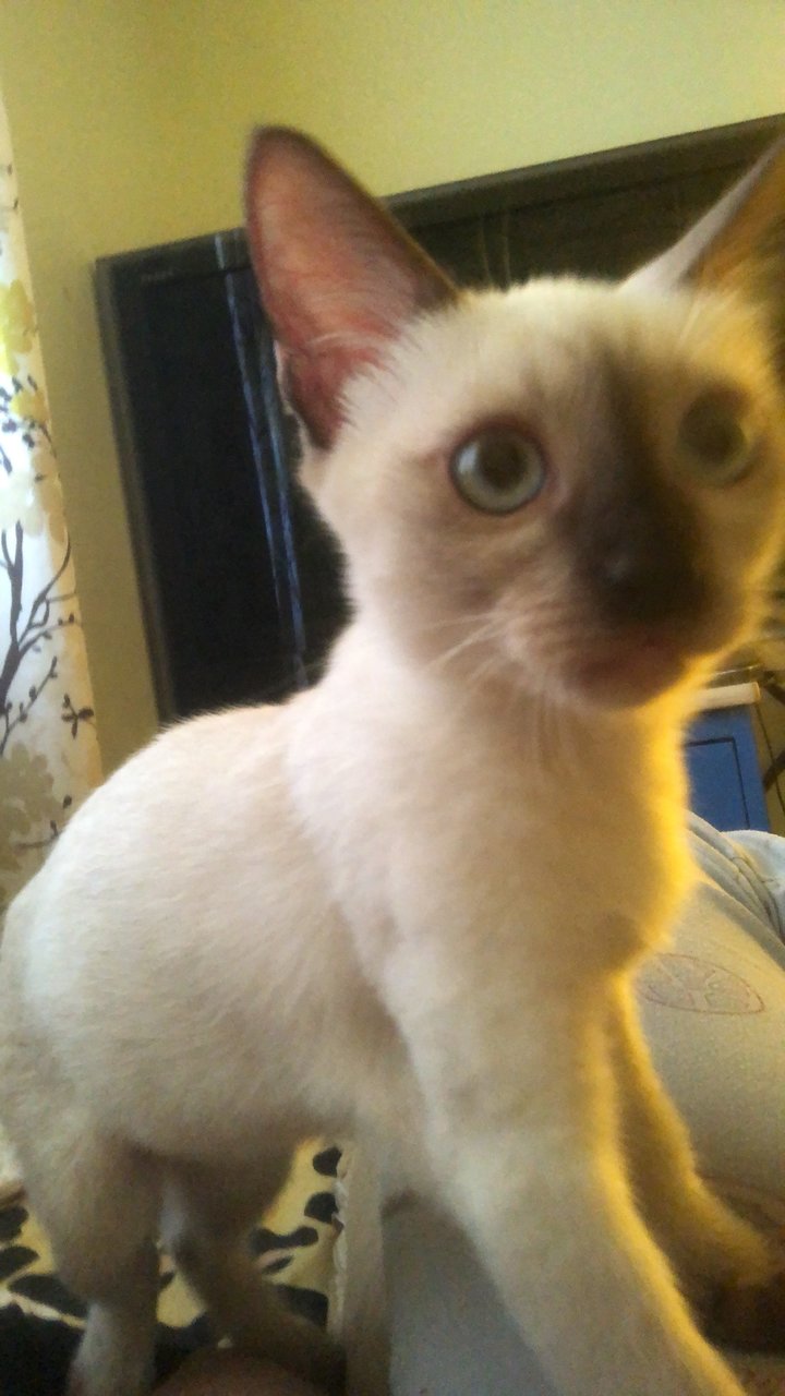 Adik - Siamese Cat