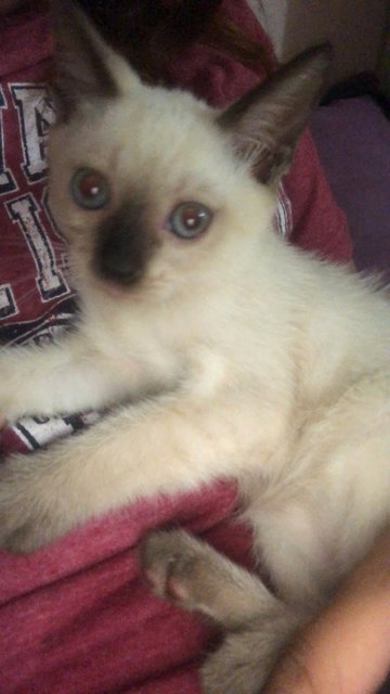 Adik - Siamese Cat