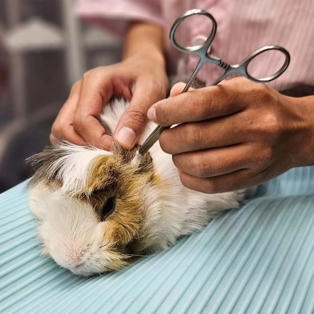 Sushi (Grey) &amp; Cookie (Brown) - Guinea Pig Small & Furry