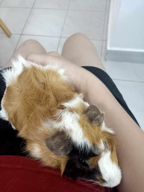 Sushi (Grey) &amp; Cookie (Brown) - Guinea Pig Small & Furry