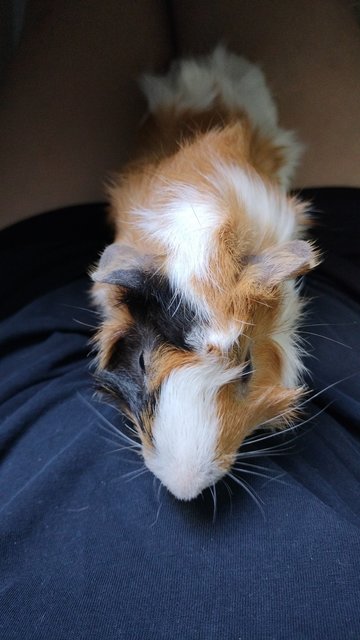 Sushi (Grey) &amp; Cookie (Brown) - Guinea Pig Small & Furry