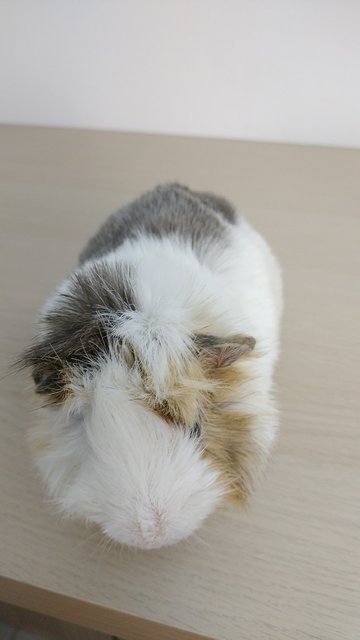 Sushi (Grey) &amp; Cookie (Brown) - Guinea Pig Small & Furry