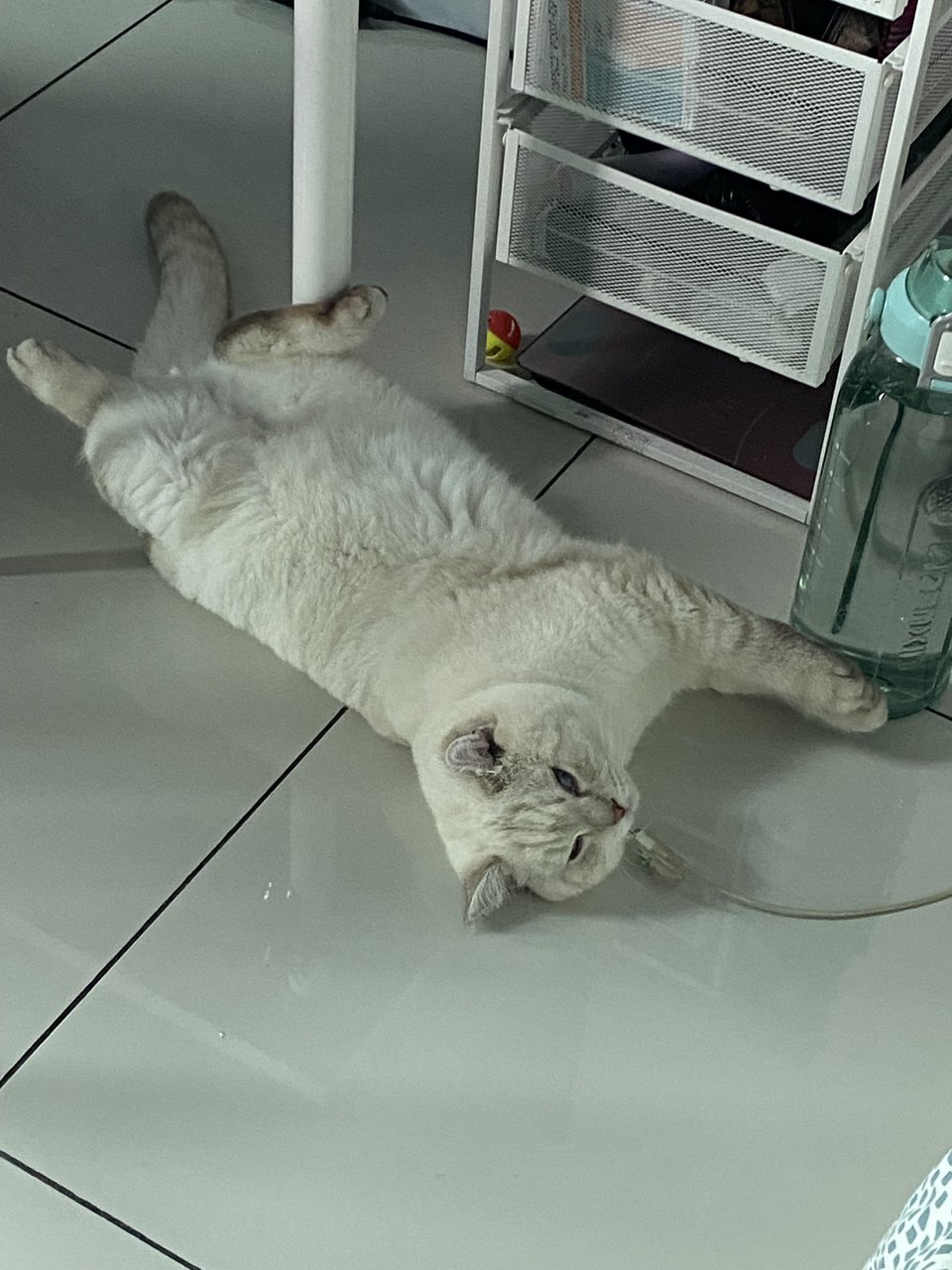 Mpus - British Shorthair Cat