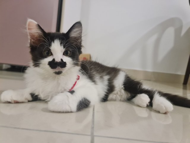 Oreo - Domestic Long Hair Cat