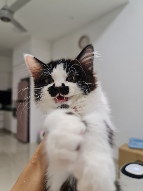 Oreo - Domestic Long Hair Cat