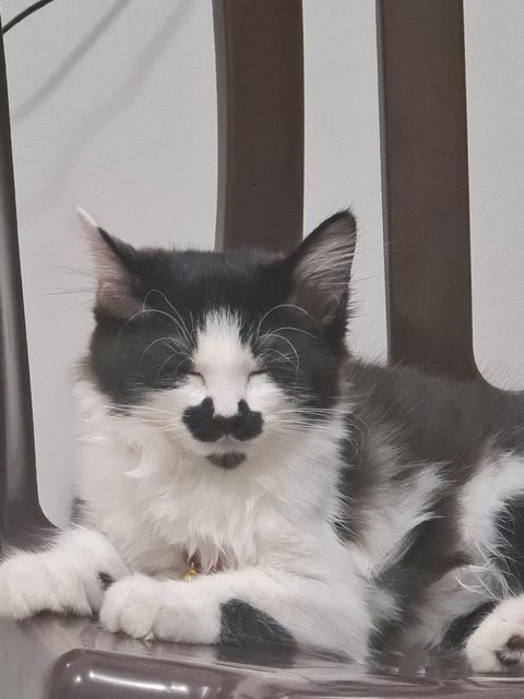 Oreo - Domestic Long Hair Cat