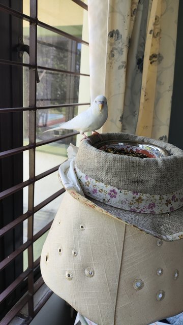 Sundae - Budgie/Budgerigar Bird