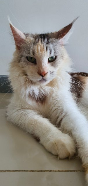 Nala - Maine Coon Cat