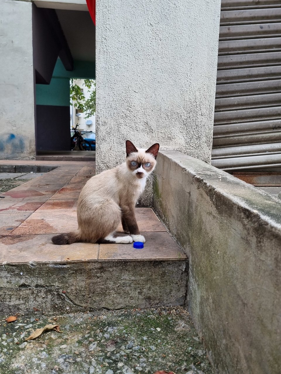 Dodo - Domestic Short Hair Cat