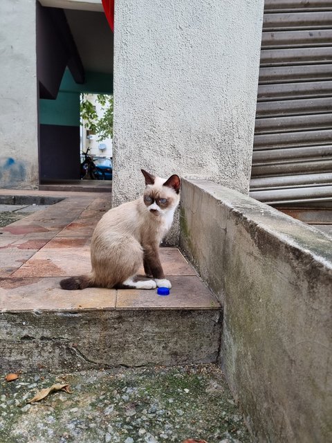 Dodo - Domestic Short Hair Cat