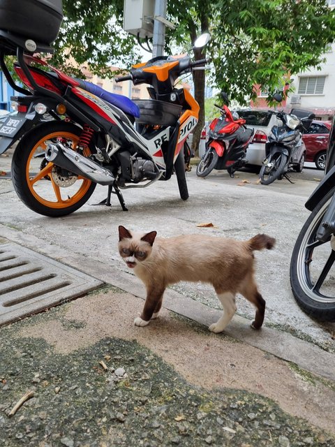 Dodo - Domestic Short Hair Cat