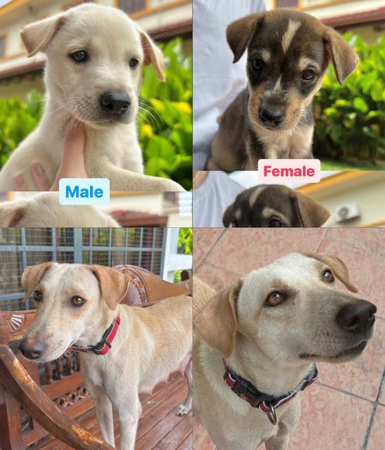 6 Puppies - Mixed Breed Dog