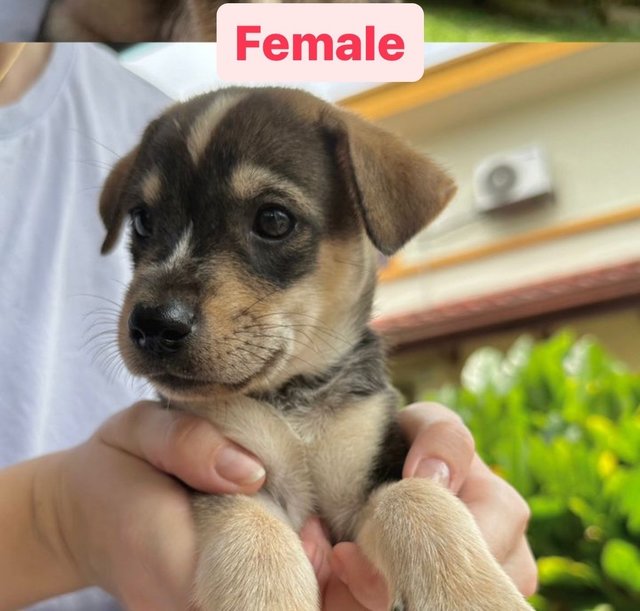 6 Puppies - Mixed Breed Dog