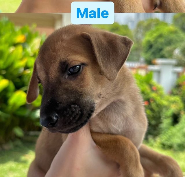 6 Puppies - Mixed Breed Dog