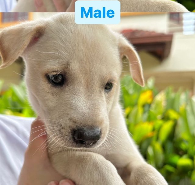 6 Puppies - Mixed Breed Dog