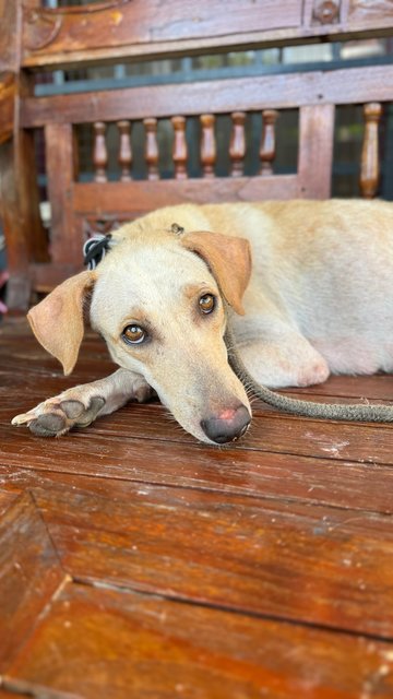 6 Puppies - Mixed Breed Dog