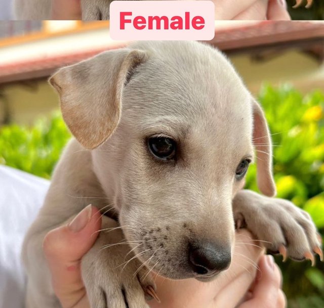 6 Puppies - Mixed Breed Dog