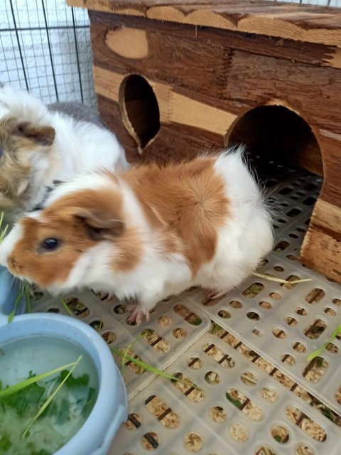 (Grey) Sushi &amp; (Brown) Cookie - Guinea Pig Small & Furry