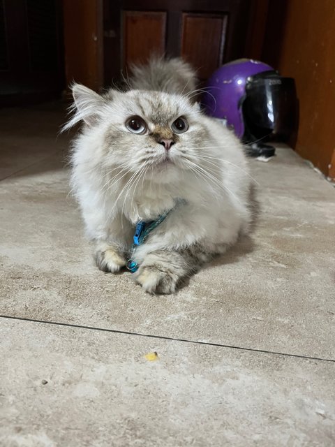 Ca - Persian Cat