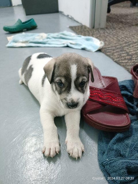 Puppy - Mixed Breed Dog