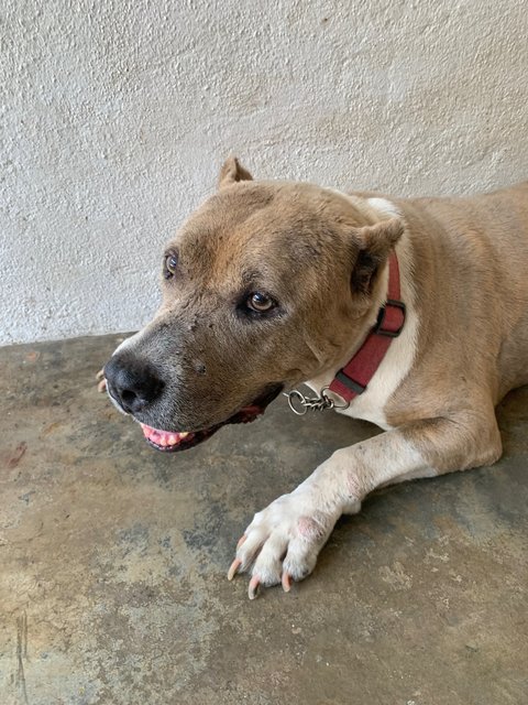 Seeking A Loving Home For Senior Bully - American Bulldog Dog