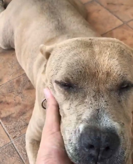 Seeking A Loving Home For Senior Bully - American Bulldog Dog