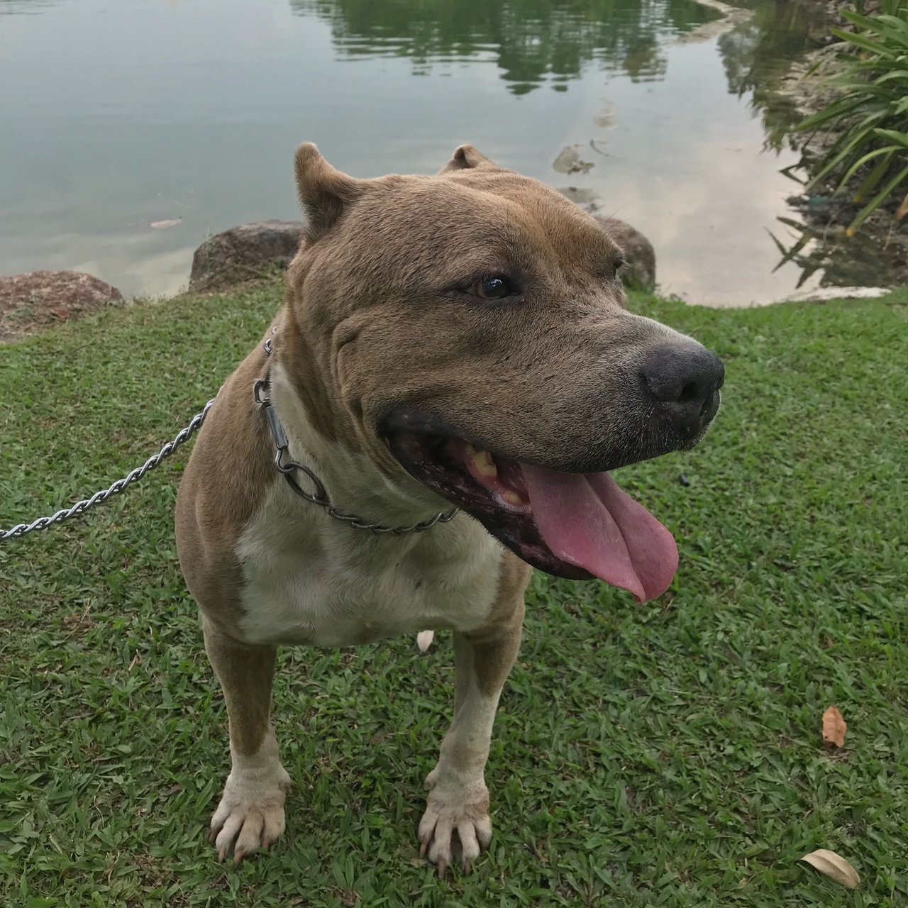 Seeking A Loving Home For Senior Bully - American Bulldog Dog