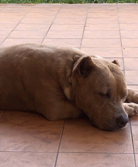 Seeking A Loving Home For Senior Bully - American Bulldog Dog