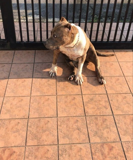 Seeking A Loving Home For Senior Bully - American Bulldog Dog