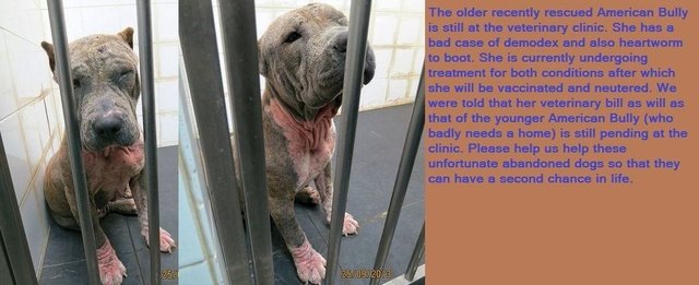 Seeking A Loving Home For Senior Bully - American Bulldog Dog