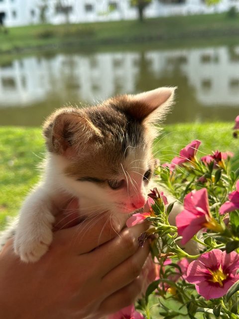 Michan &amp; Lolli  - Calico + Domestic Short Hair Cat