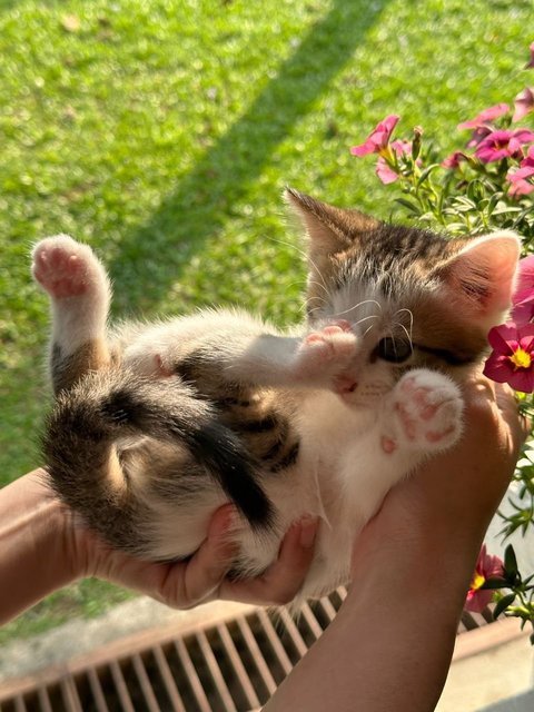 Michan &amp; Lolli  - Calico + Domestic Short Hair Cat