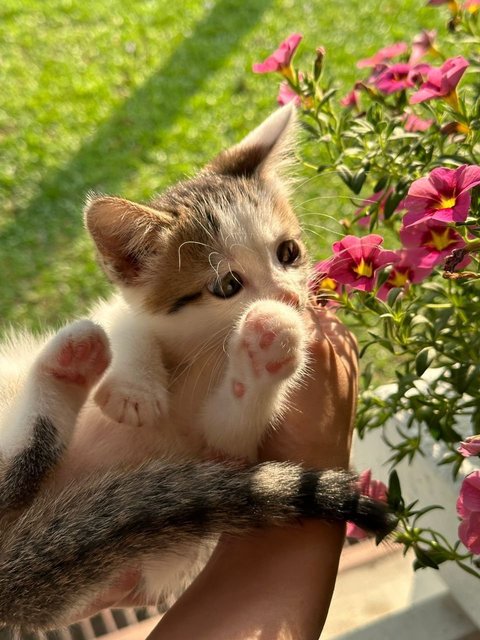 Michan &amp; Lolli  - Calico + Domestic Short Hair Cat