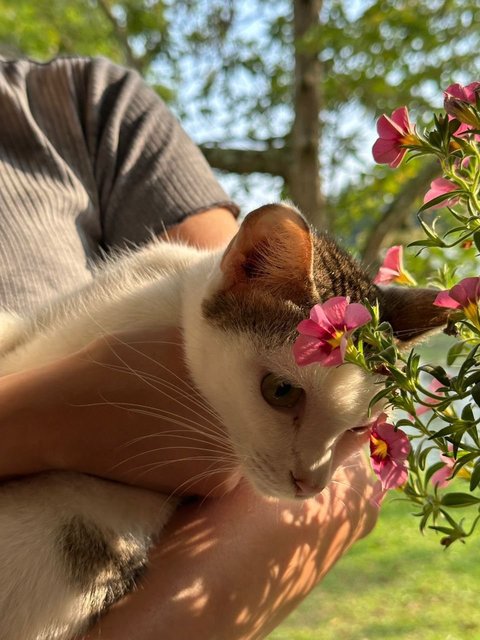 Michan &amp; Lolli  - Calico + Domestic Short Hair Cat