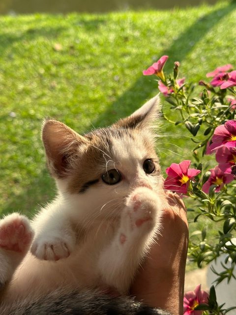 Michan &amp; Lolli  - Calico + Domestic Short Hair Cat