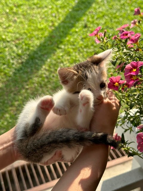 Michan &amp; Lolli  - Calico + Domestic Short Hair Cat