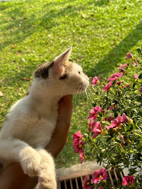 Michan &amp; Lolli  - Calico + Domestic Short Hair Cat