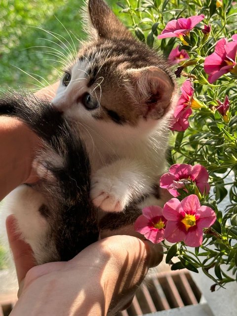 Lili May - Calico Cat