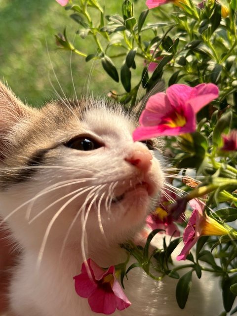 Lili May - Calico Cat