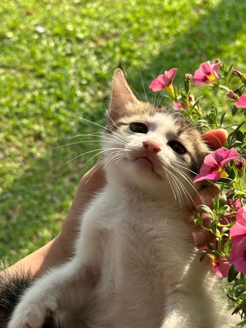 Lili May - Calico Cat