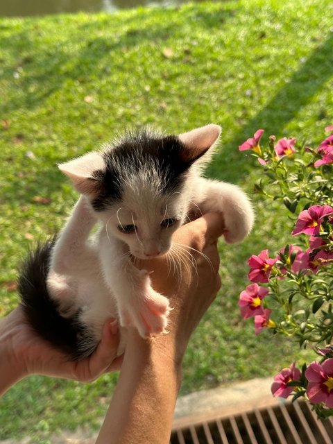 Jon - Domestic Short Hair Cat